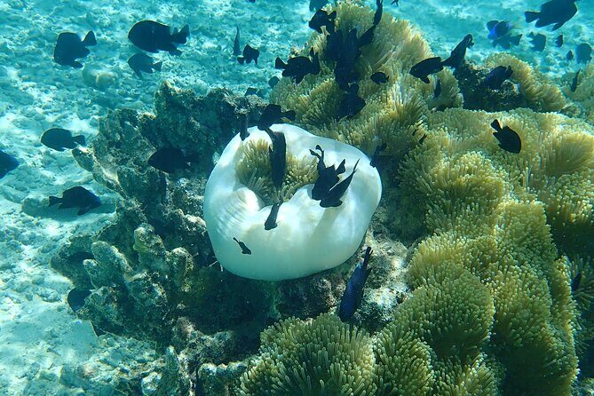 Guided Snorkeling and Relaxation on the Motu Ofetaro in Raiatea - Value and Practical Insights
