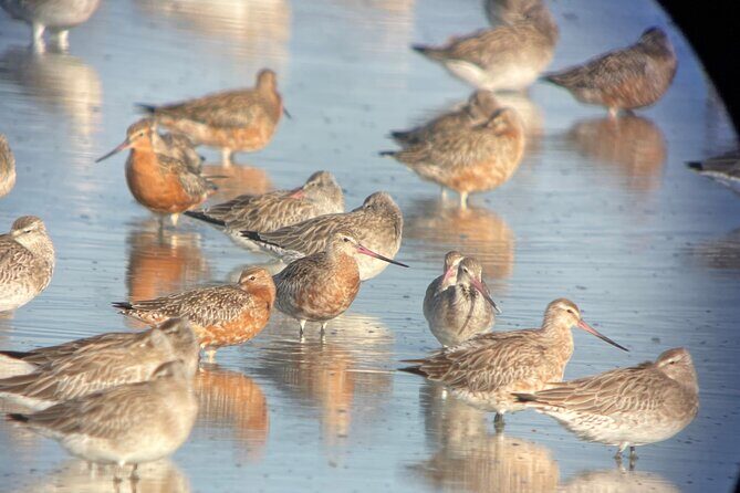 Guided Tour at Pukorokoro Shorebird Centre - Who Should Consider This Tour?