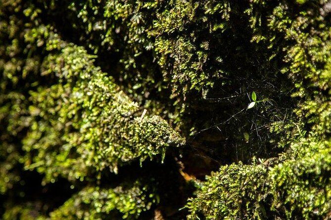 Ha Noi: Full-day Cuc Phuong National Park Eco-adventure - The Primates’ Sanctuary: A Heartfelt Introduction to Conservation
