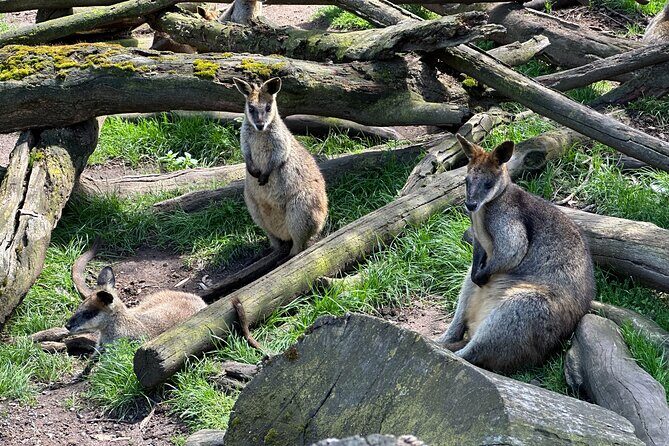 Hahndorf and Hills Wildlife Wonders - The Guided Experience: Insightful, Friendly, and Well-Organized