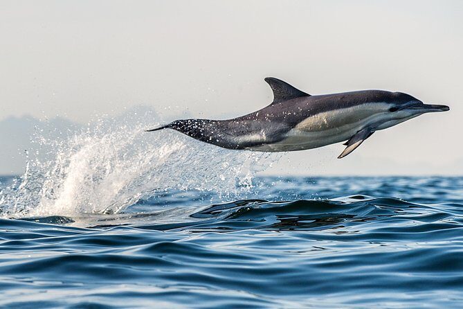 Half Day Dolphin & Wildlife Cruise - Tauranga - Itinerary breakdown: What to expect