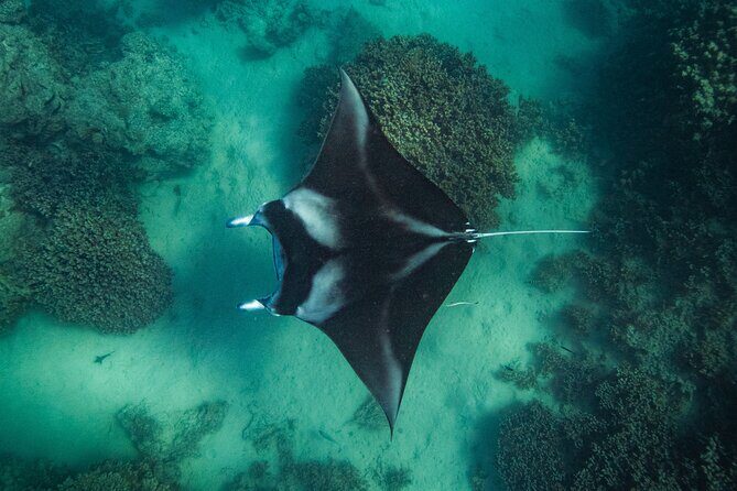 Half day Eco Snorkeling small group Tour in Bora Bora - Practical Details and What to Expect