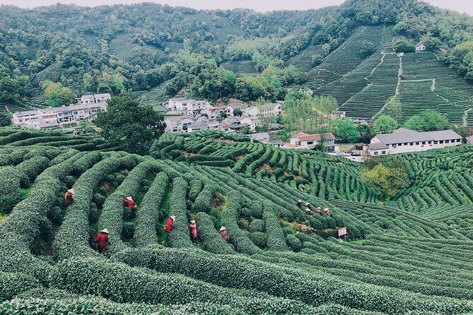 Half-Day Hangzhou Jiuxi Stream and Tea Plantation Experience - The Longjing Tea Fields and Terrace Village