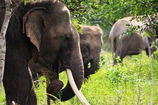 Half-Day Kumana National Park Private Safari with Pickup - Ease and Convenience