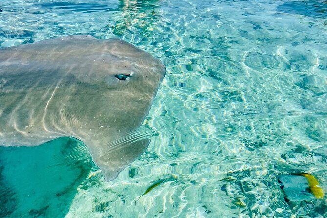Half day lagoon safari tour in Bora Bora- Shared tour - Who This Tour Is Best For