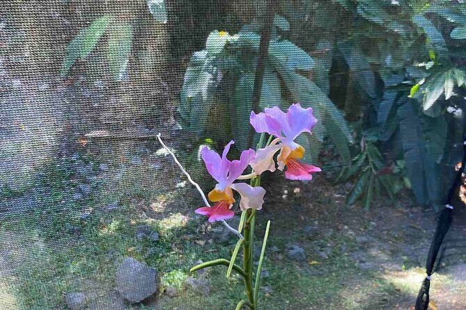 Half Day Nadi Tour Temple, Market, Gardens and Mud Pools - Transportation & Timing