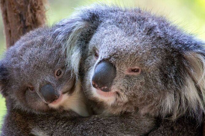Half-Day or Full-Day Tour with Private Guide from Melbourne - Practical Tips for Tour Planning