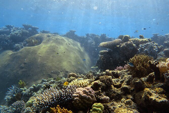 Half Day Outer Reef Snorkelling Tour from Port Douglas - The Itinerary in Detail