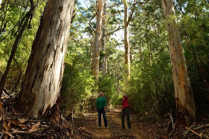 Half-Day Pemberton National Parks Beach and Forest Eco Adventure - Exploring Warren National Park