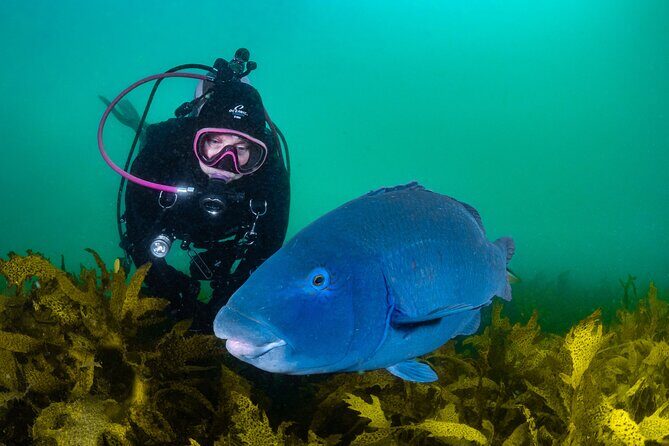Half-Day Private Discover Dive at Australia's Iconic Beach - Practical Details and Tips
