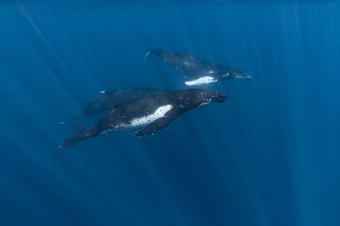 Half Day Private Whale Watching in Moorea - Final Thoughts