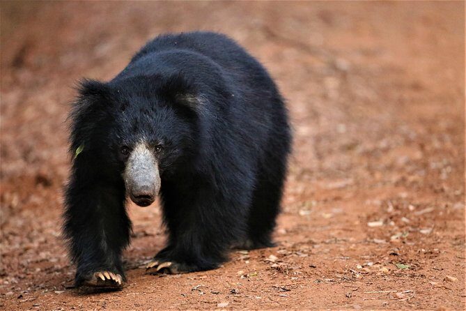 Half Day Safari at Yala National Park From Yala / Tissamaharama - Who Should Consider This Tour?
