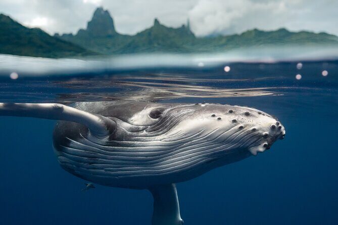 Half Day Small Group Whale Watching - Why This Tour Offers Good Value