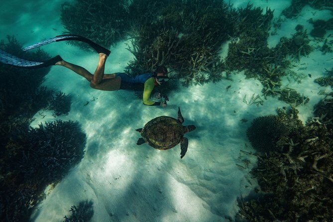 Half Day Snorkel 2.5hr Turtle Tour on the Ningaloo Reef, Exmouth - An In-Depth Look at the Tour Experience