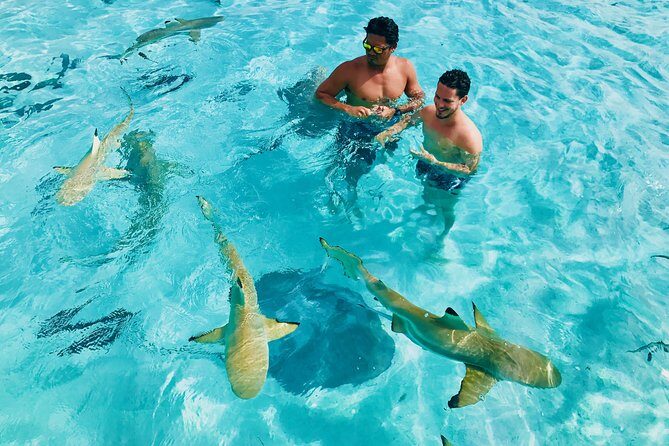 Half Day Snorkeling in Moorea - The Experience in Detail