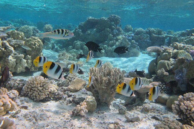 Half day Snorkeling Shared Boat Tour in Bora Bora - Why Travelers Rave About This Tour
