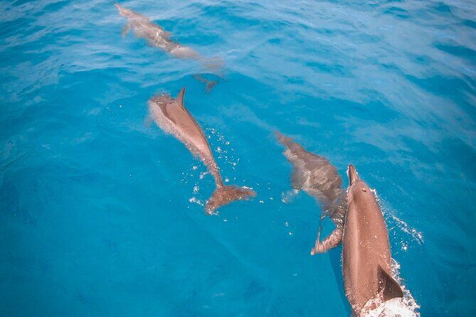 Half-Day Snorkeling Tour in Tahiti - The Itinerary in Detail