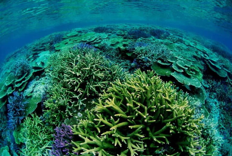 Half-Day Snorkeling Trip to Kerama & Marine Sports - Final Thoughts