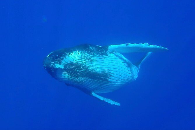 Half day whale tour 4h00 - Who Is This Tour Best For?