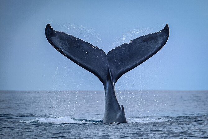 Half Day Whale Watching in a Small Shared Group - Respectful Encounters with Humpbacks