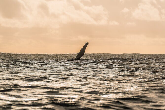Half day whale watching | Without launch - Frequently Asked Questions
