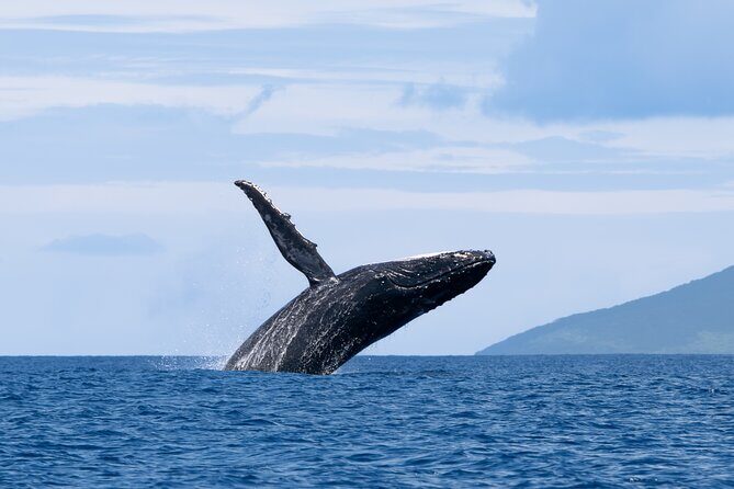 Half day Whales watching PRIVATE group - The Sum Up