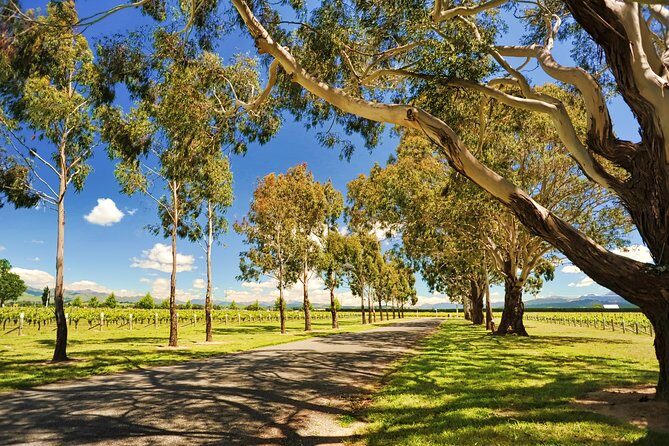 Half-Day Wine Tour from Blenheim - The Guide and Group Experience