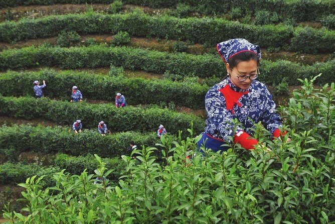 Hangzhou Longjing Tea Culture Immersive Experience Tour - Authentic Experiences and Genuine Value