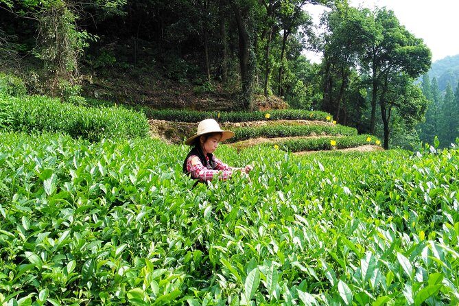 Hangzhou Private Customized Day Trip from Shanghai by Bullet Train - The Itinerary: A Day of Highlights and Cultural Insights