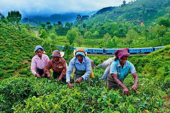 Haputale Tea Estate Walking Tour From Ella - What to Expect from the Tour