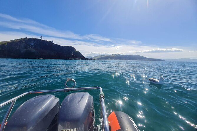 Harbour, Albatross and Wildlife Cruise on Otago Harbour - Learning About the Area’s Natural and Maritime Heritage