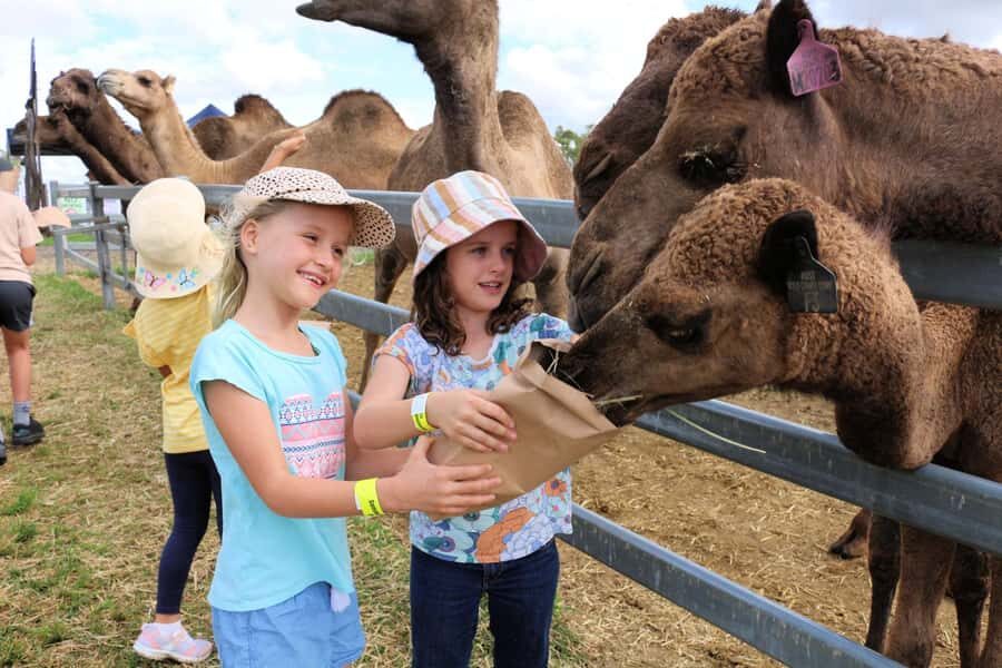 Harrisville: Summer Land Camel Farm Tour with Tasting - Discovering the Heart of Harrisvilles Camel World