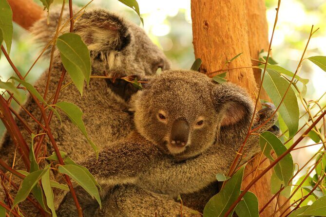 Hartley Crocodile Park with Kuranda, Skyrail Cableway and Train - FAQs