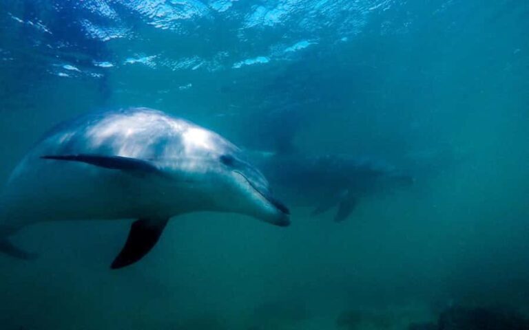 Hauraki Gulf: Hammerhead Experience Dive Charter - The Sum Up: Is It Worth It?
