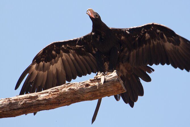 Healesville Sanctuary And Phillip Island Wildlife Bus Tour - The Practical Side: Price, Duration, and What’s Included