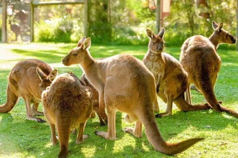 Healesville Sanctuary: General Admission Ticket - Visitor Feedback: What People Love and What Could Be Better