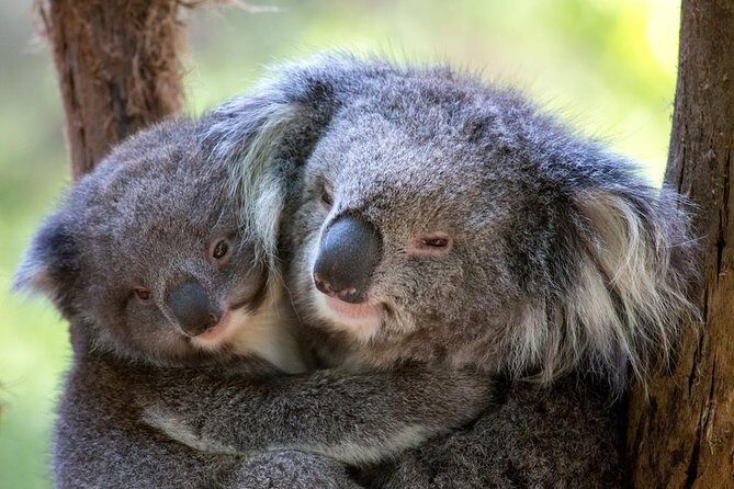 Healesville Sanctuary General Entry Ticket - Practical Details and Tips