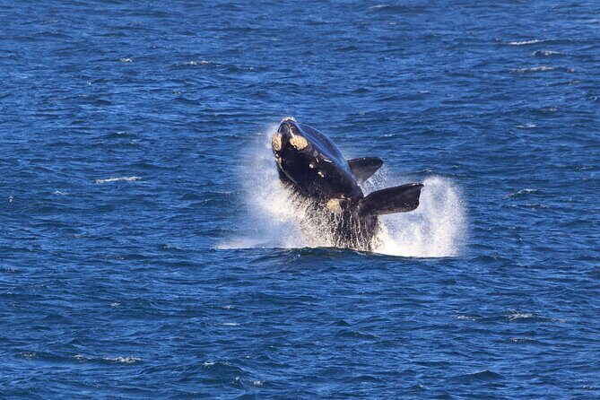 Hermanus Whale Watching Boat Trip - Practical Tips for Making the Most of Your Trip