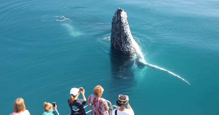 Hervey Bay 4-Hour Whale Watch Encounter - The Experience in Detail