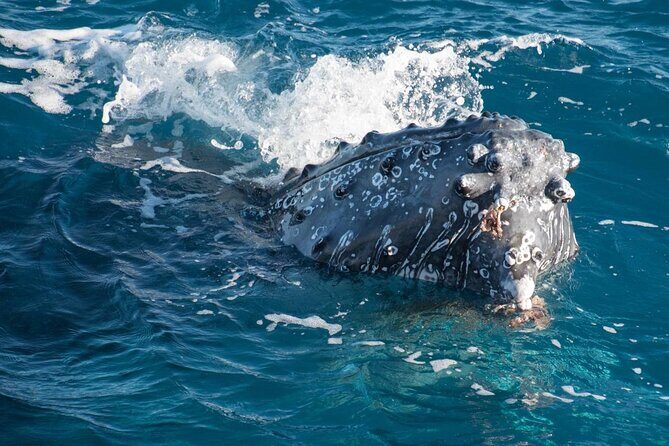 Hervey Bay: Best Value Half Day Whale Watching Cruise - The Itinerary in Detail