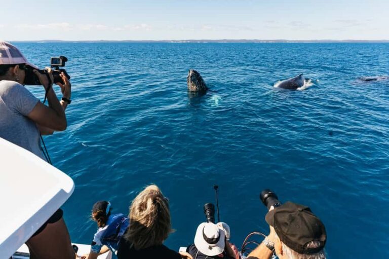 Hervey Bay: Exclusive Whale Watch Encounter - Final Thoughts: Is This the Right Tour for You?