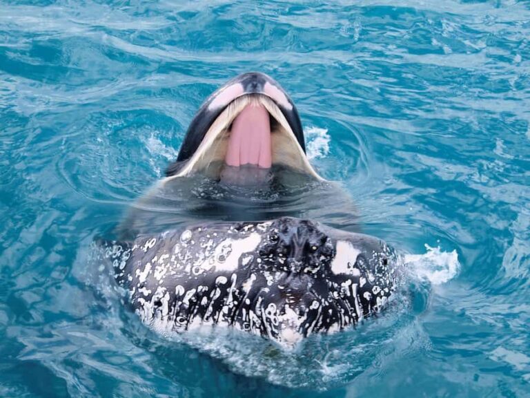 Hervey Bay: Half-Day Whale Watching Cruise - Unique Underwater Viewing Experience