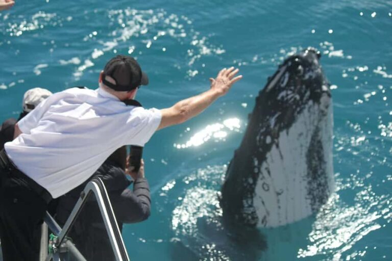 Hervey Bay: Half-Day Whale-Watching Cruise - Why Choose Hervey Bay for Whale Watching?