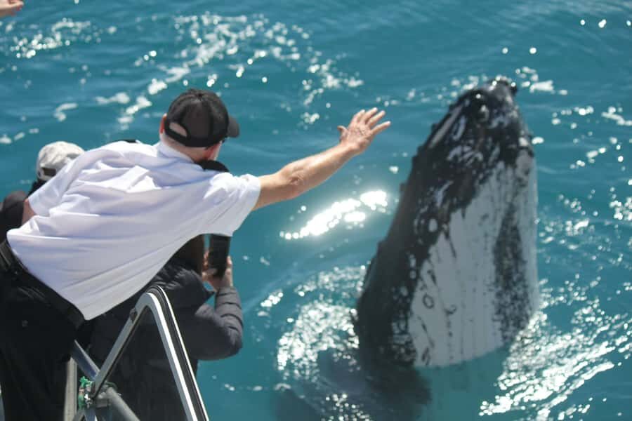 Hervey Bay: Half-Day Whale-Watching Cruise - Why Choose Hervey Bay for Whale Watching?