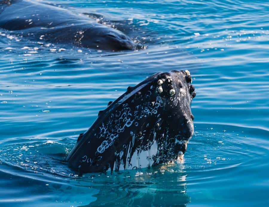 Hervey Bay: Humpback Whale-Watching Half-Day Cruise - The Experience in Detail