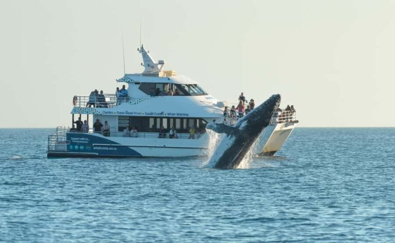 Hervey Bay: Pre-season Whale and Dolphin Watching Cruise - What to Expect on the Cruise
