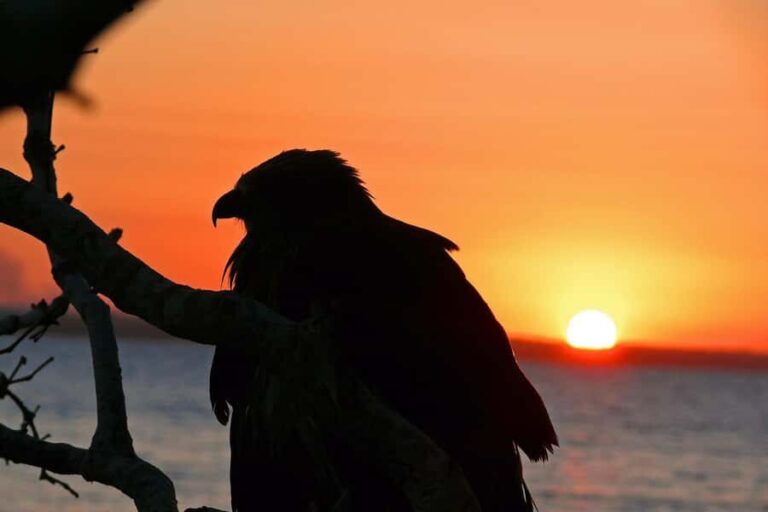 Hervey Bay: Relaxing Sunset Cruise with Champagne and Prawns - Practical Tips for Travelers