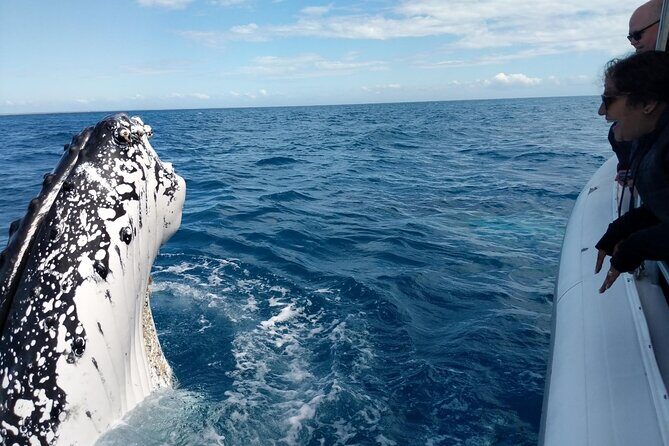 Hervey Bay Ultimate Whale Watching Cruise - Booking and Planning Considerations