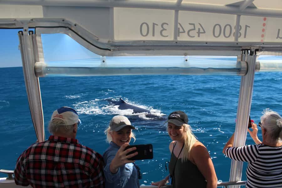 Hervey Bay: Ultimate Whale Watching Experience - Authentic Encounters: What Travelers Say