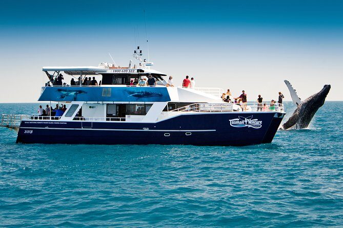 Hervey Bay Whale Watching Cruise - Who Will Love This Tour?